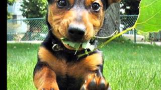 The Refreshments, "Feeling", Banditos (single), Australian Release 1996