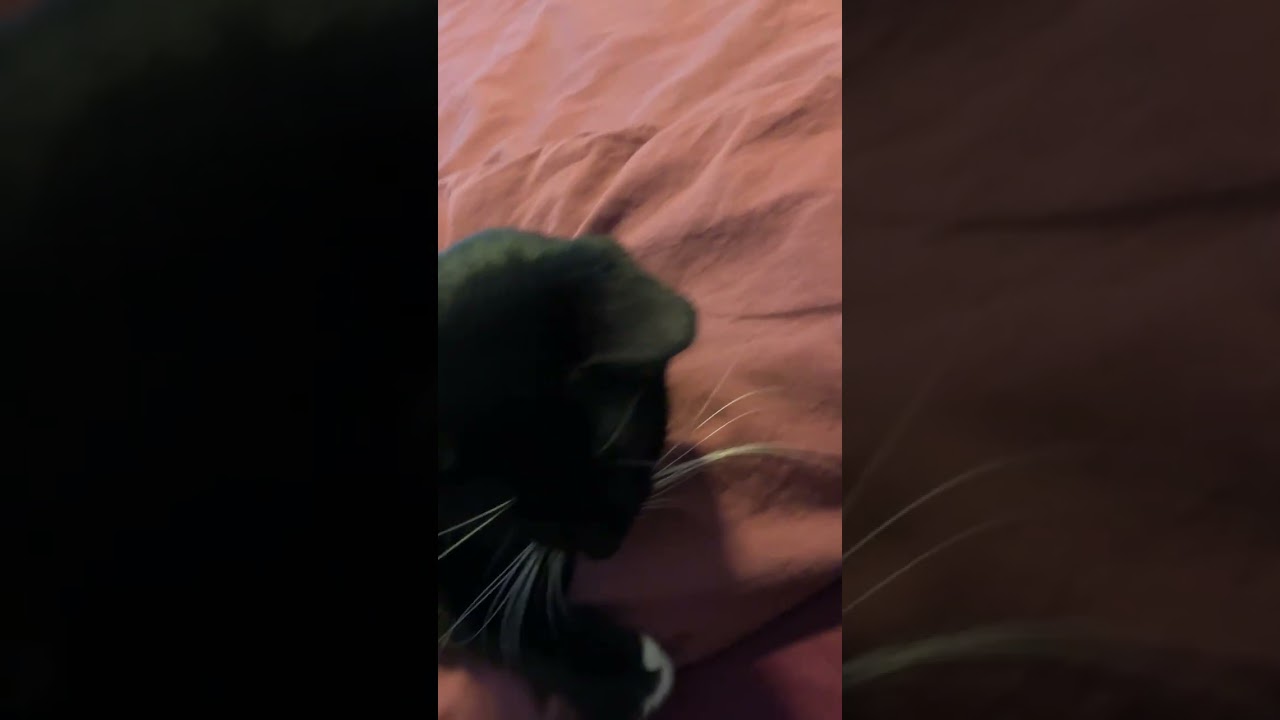 Enlarge Tootsie-Petite Sweetie, a ADOPTABLE Domestic Short Hair in Arlington, VA video 4/4