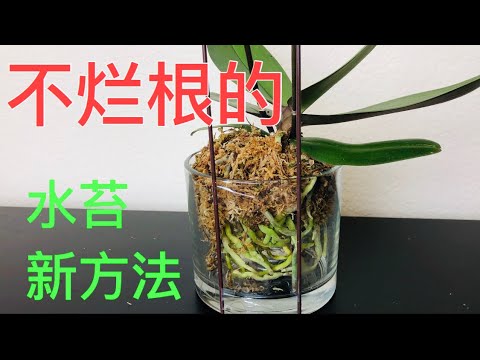 , title : '兰花 - 改良版，不烂根之半水苔混空心种植法。Growing orchid in Sphagnum moss'