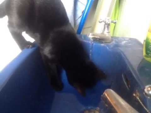 Black kitten tries to catch tap water and slip