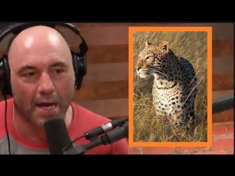Joe Rogan - Trophy Hunting Is Weird