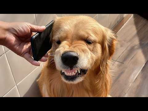 Les Golden retrievers sont les chiens les plus drôles du monde qui vous feront rire à gorge déployée.