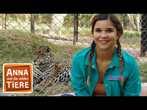 Die Raubkatzen von Brasilien | Reportage für Kinder| Anna und die wilden Tiere
