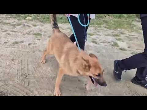 Vídeo de BOSS