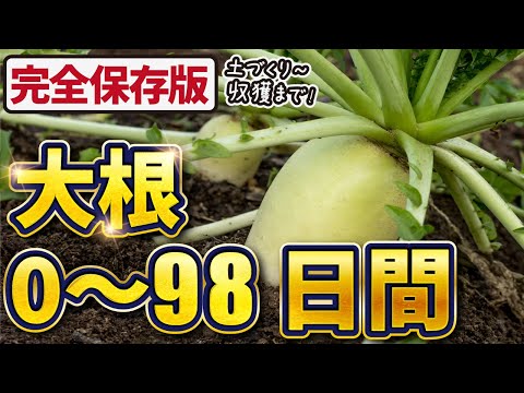 大根の収穫時期と方法は？ + 栽培、播種、メンテナンス  庭園