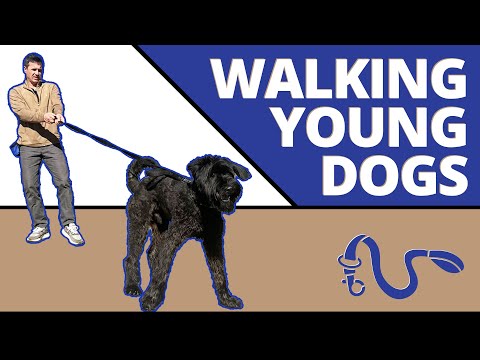 Simple step by step instructions to perfectly walking an adolescent dog