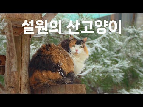 추운 겨울철, 산골짜기에서 살아가야 하는 고양이들의 삶