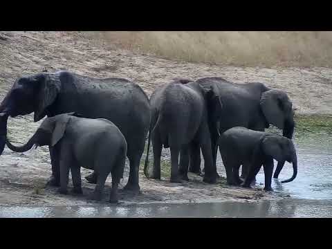 Djuma: Elephants drinking at the dam and then grazing-Part:1 - 10:44 - 03/09/2022