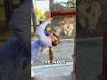 Why People Kiss The Blarney Stone