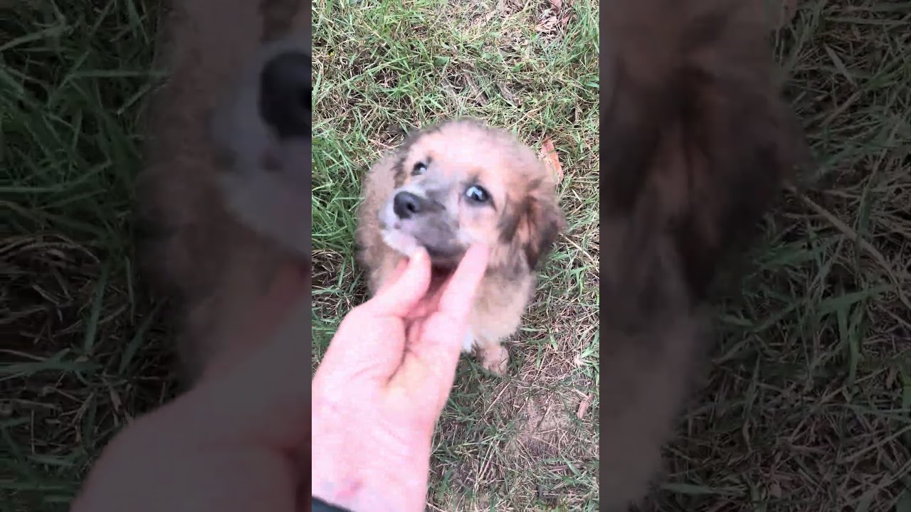 Enlarge Brioche, a Adoptable mixed breed in Parsippany, NJ video 2/6