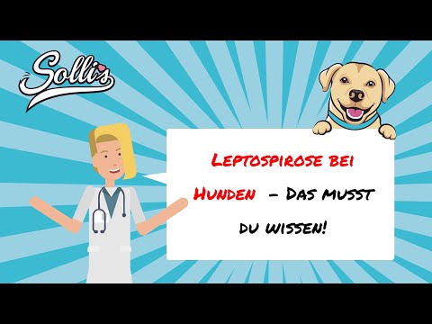 Leptospirose beim Hund | Symptome, Ursachen & Behandlung