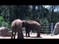 Asian African Elephants At San Diego Zoo