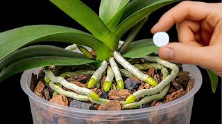 Pour one bottle under your orchid! Suddenly, it will grow 100 branches and bloom year round