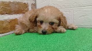トイプードルの動画01