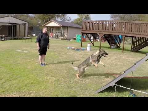 2018-11-24 Wire Obedience