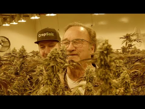 Qualcan Marijuana Grow Facility (Growing Belushi)