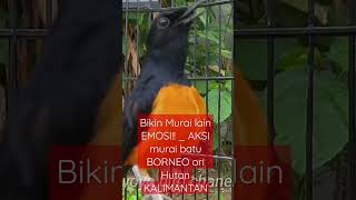 Download lagu Bikin Murai lain EMOSI!! _ AKSI murai batu BORNEO ori Hutan KALIMANTAN mp3