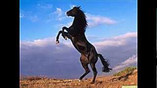 a que le tiramos-miguel y miguel (dueto)