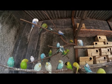 Budgie Sounds 2 hours 30 minutes (HQ) - Relaxed Parakeets - July-28-2019