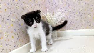 スコティッシュフォールドの動画01