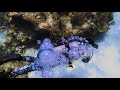 Citizen Promaster Diver TV AD