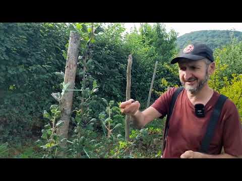 Agrise   diverse soiuri delicioase