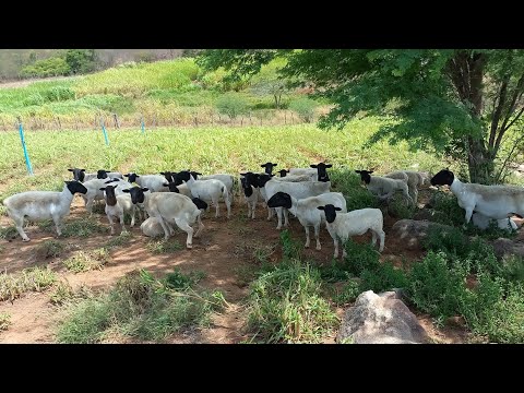 FUI CONHECER UMA CRIAÇÃO DE OVINOS DORPER NO CARIRI PARAIBANO EM CATURITE 