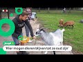 Kinderboerderij van Raoul (13) krijgt speciaal keurmerk