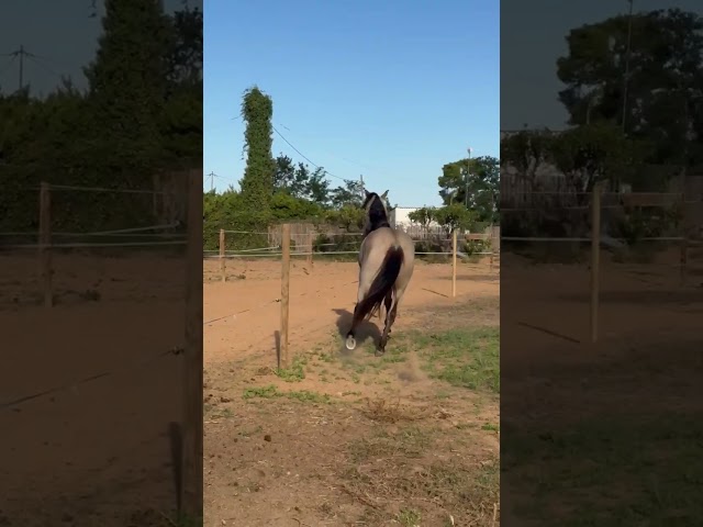 POTRO LUSITANO BAYO 4 AÑOS 