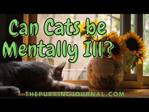 Can Cats be Mentally Ill? What We Found Might Surprise You