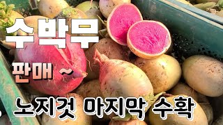 수박무 노지것 몽땅 수확 겨울 한파 수박무 판매합니다   문자 010 -7636 -5078
