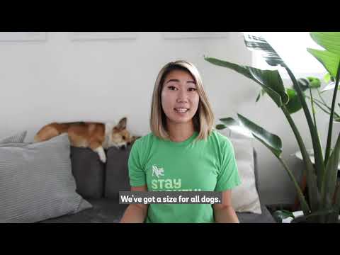 Introducing the Benebone Wishbone Chew Toy for Dogs