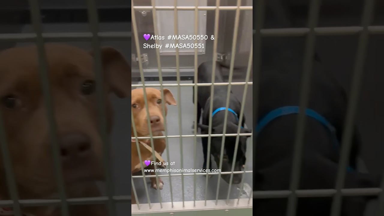 Enlarge Atlas, a Adoptable Mixed Breed in Memphis, TN video 3/4