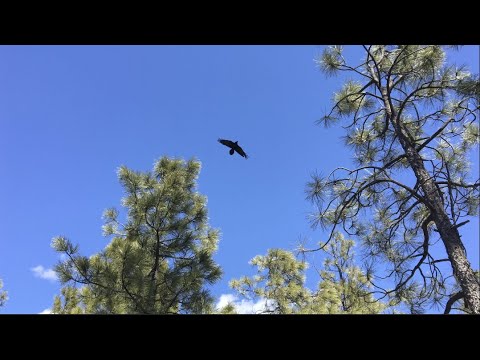 Quarantainment 2020: The Phone Call