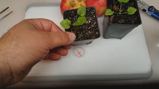 EASY WAY How to Grow an Apple Tree from Seed
