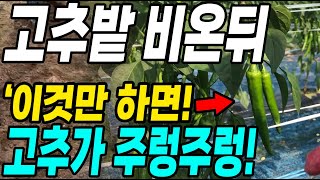 고추밭 비온뒤 이것만 하면 몇배 더 수확! 벌레와 병걱정 한방에 사라집니다
