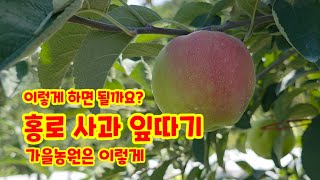 홍로사과 잎따기 추석선물용 사과 적엽 가을농원은 이렇게 한다  홍로 사과잎따기 영상 공유합니다 #홍로사과  …