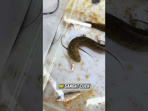 DIKIRA KELAPARAN KARENA TIDAK MAKAN BERHARI-HARI, TERNYATA !! #fish #hobbyikan #shorts