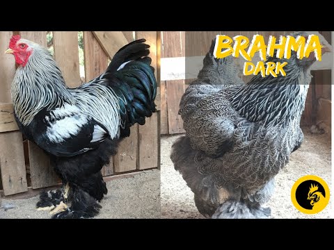 , title : 'BRAHMA DARK - Criatório Pestana Aves Ornamentais'