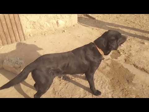 Dogs Playing Videos 2024 😅 | Best Funniest Animal Videos Of The week #11
