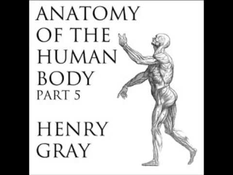Anatomy of the human body - part 34 of 39
