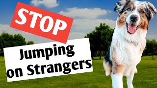 How to Teach Dog To Meet People - NO JUMPING ON STRANGERS