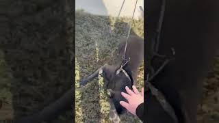 Video preview image #1 American Pit Bull Terrier Puppy For Sale in Holly Springs, NC, USA