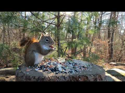 Tufted Titmice and Little Red