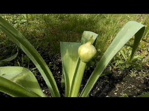 IM GARTEN | Dokumentation - Tag 50 | 12. 05. 2019