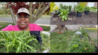 Transplanting Tiger Lilies & Adding Cottage Plants | No Dig
