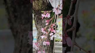 #枝垂れ桜