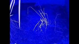 ダルマガエル観察ライブ20250928