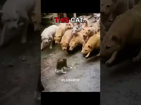 other Dogs Bullying Cats vs… 💀 #shorts
