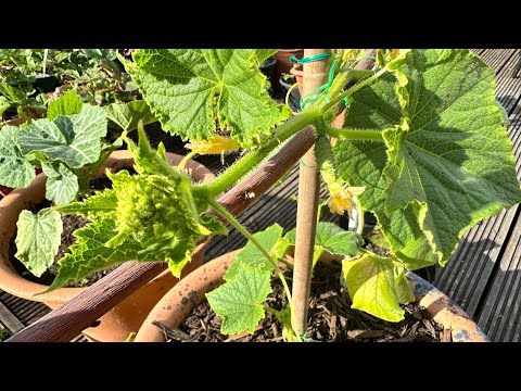 Cucumber Grower | How to encourage Female Flowers | Solve Fruits dropping problem #gardening #tips